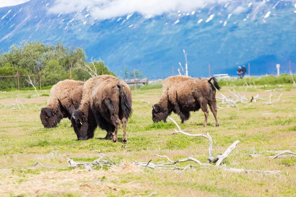 Buffalo wypasu na Alasce — Zdjęcie stockowe