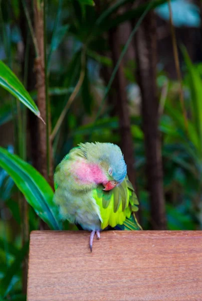 Colorful Parrot Preening — Stock Photo, Image