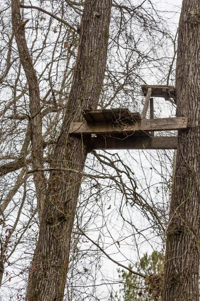 Oude boom staan in bomen — Stockfoto