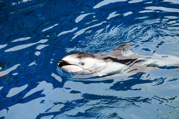 青い水で泳いでいるイルカ — ストック写真
