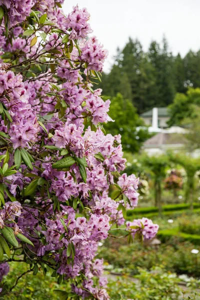 Vibrand Azaleas rosadas en un jardín —  Fotos de Stock