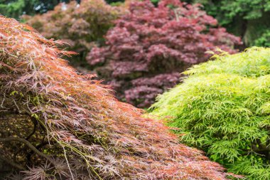 Kırmızı ve yeşil dantel yaprak Japon Maples