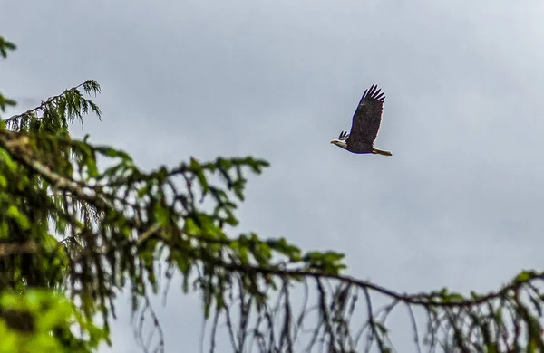 Weißkopfseeadler fliegt an Evergreens vorbei — Stockfoto