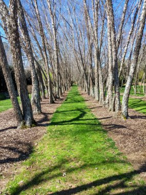Huş ağaçları yeşil çimen mavi gökyüzü