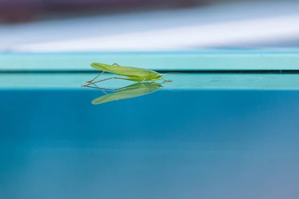Grasshopper on Blue Glass — Stock Photo, Image