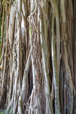 Büyük Banyan kökleri