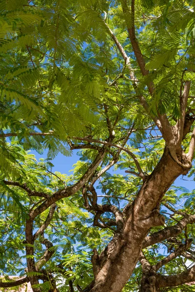 Enorme albero di Mimosa contro il cielo — Foto Stock