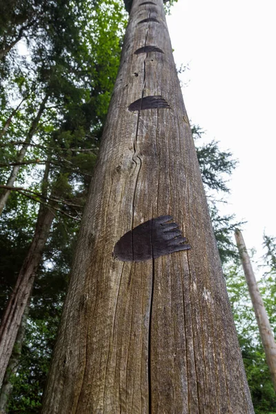 Huellas de oso quemadas en poste de madera — Foto de Stock