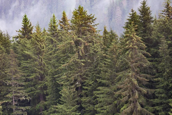 Alberi di abete con aquile — Foto Stock