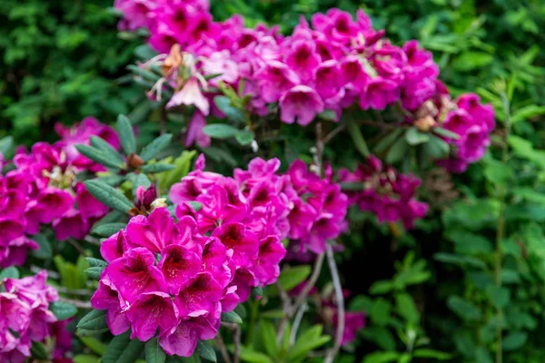 Rododendri viola brillante — Foto Stock