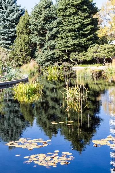 Evergreens spiegeln sich im blauen Wasser — Stockfoto