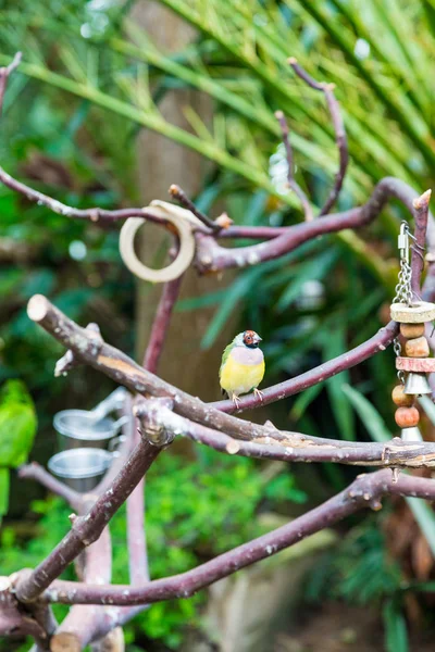 Kleine gele vogel rode kop — Stockfoto