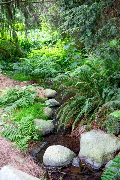 Ferns Along Garden Stream — Stock Photo, Image