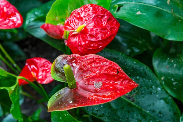 Röda blad efter regn — Stockfoto