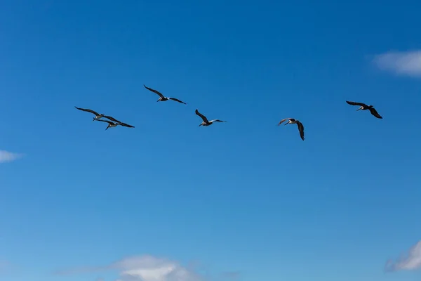 Seis pelicanos em voo — Fotografia de Stock