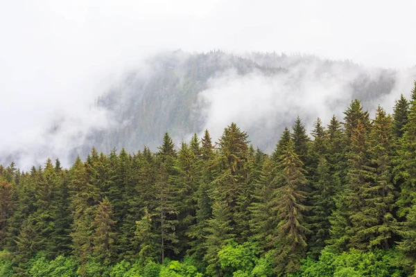 Fir Trees by Misty Mountains — Stock Photo, Image