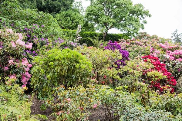 Azalées et Rhododendrons en haut de la colline — Photo