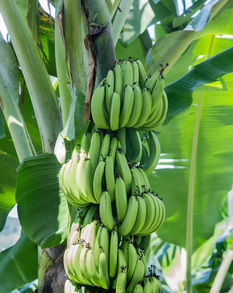 Bunches of Green Bananas in Tree — Stock Photo, Image