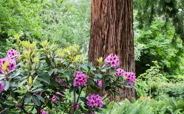 Rhododendron and Redwood Tree — Stock Photo, Image