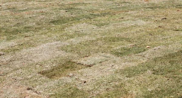 Fresh Bermuda Sod in New Lawn — Stock Photo, Image