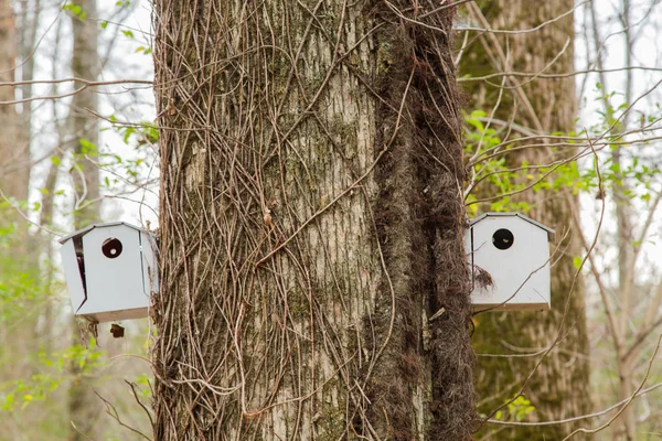 葡萄树覆盖树上的两座鸟屋 — 图库照片