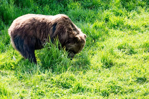 Niedźwiedź Grizzly karmienia — Zdjęcie stockowe