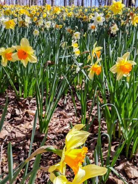 Daffodils Into Distance — Stock Photo, Image