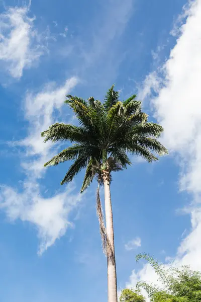 Высокая пальмовая ветвь под британским небом — стоковое фото