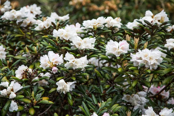 White Azaleas on Green Shrub — Stock Photo, Image