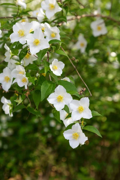 White Flowers on Tree in Spring — Stock Photo, Image