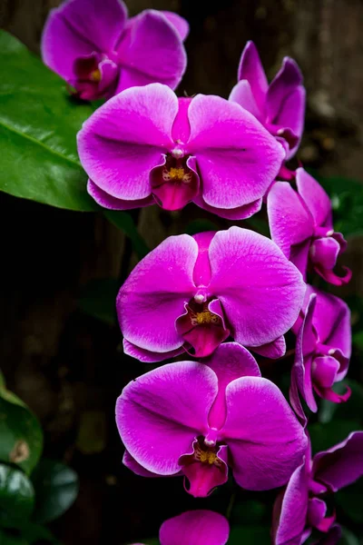 明亮的紫色兰花 — 图库照片
