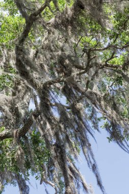 İspanyolca üzerinde meşe bacaklarda Draping Moss