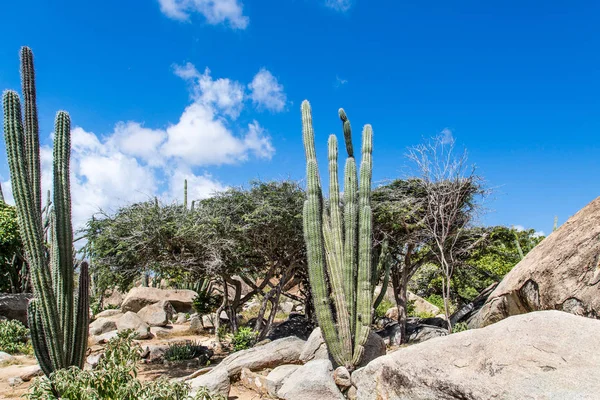 Cactus and Boulders in Aruba — Stock Photo, Image