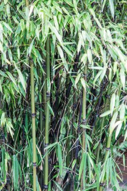 Yeşil Bambu ağaçlarına