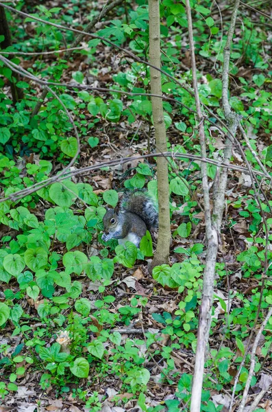 Esquilo cinzento comendo na floresta — Fotografia de Stock