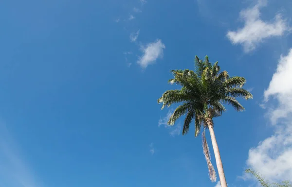 Single Palm Tree on Blue Sky — Stock Photo, Image