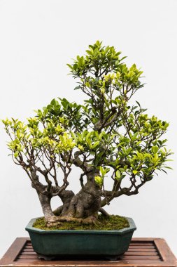 Beyaz Arkaplanda Bonsai Ağacı