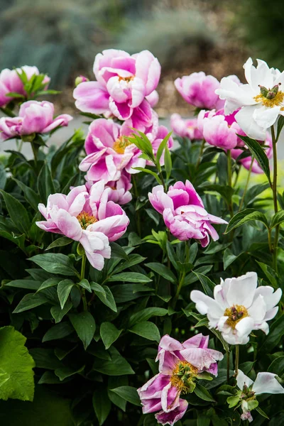 Fiori rosa e bianchi in giardino — Foto Stock