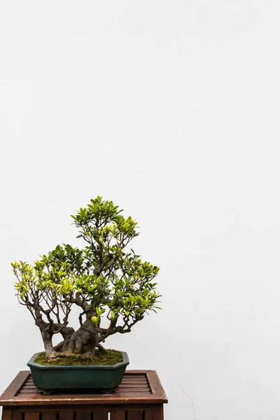 Albero Bonsai su sfondo bianco con spazio di copia — Foto Stock