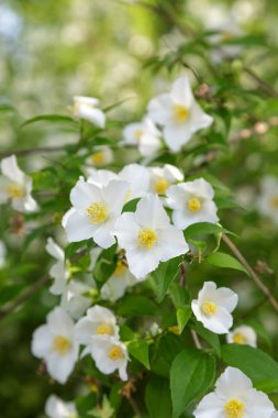 Bahar çiçekleri yeşil orman