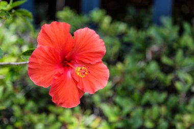 Tek kırmızı Hibiscus çiçek yeşil