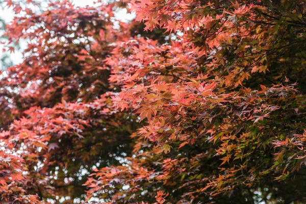 Hermoso árbol de arce japonés —  Fotos de Stock