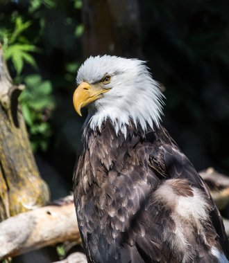 Kel kartal ağaçlarda
