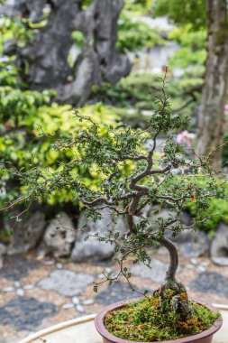 Bahçedeki Bonsai ağacı