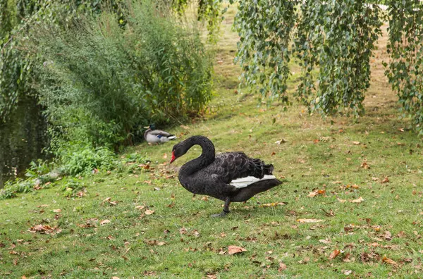 Black Swan in Grass — Stock Photo, Image
