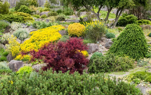 Red and Yellow Shrubs in Rock Garden — Stock Photo, Image