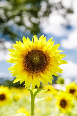 Zeester op een Caribische strand