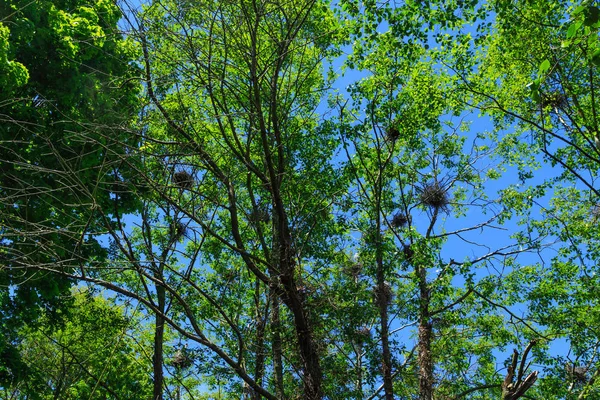 Molti nidi di gronda — Foto Stock
