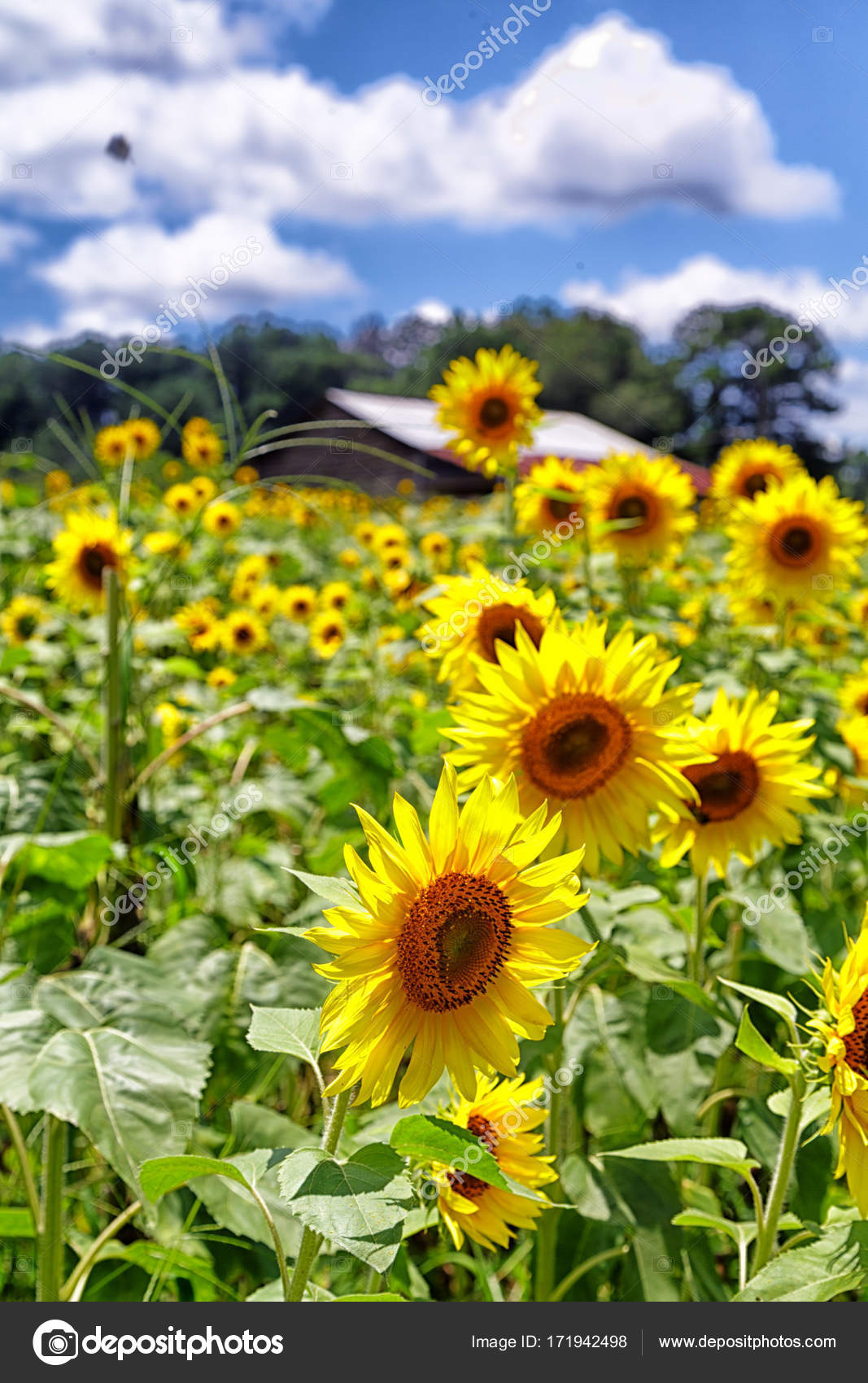 Sunflower Cultivation In Sri Lanka Best Flower Site