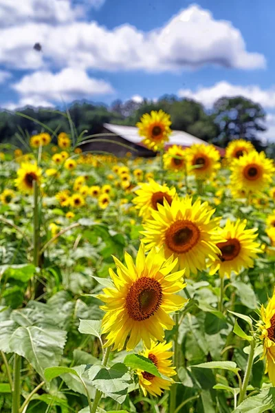 Jasné slunečnice pod pěknou oblohou — Stock fotografie